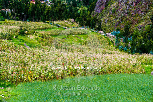 Corn and maize crops in a lush valley in the Andes mountains. Pisac, Peru.
