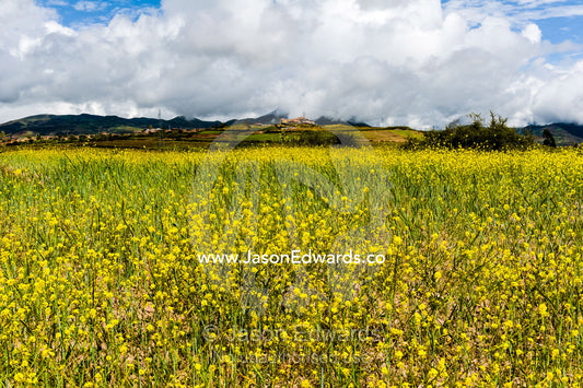A high altitude plateau covered in an agricultural crop of yellow mustard flowers. Maras, Peru.