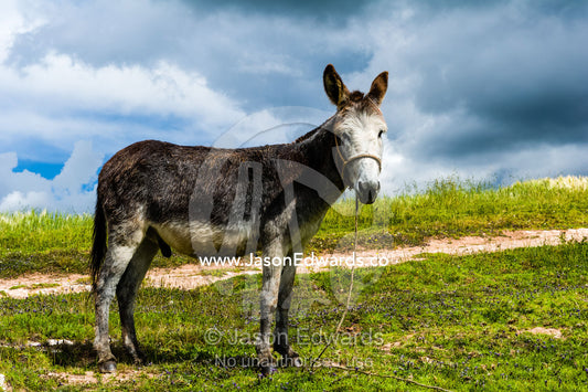 A mule standing on a hillside in the Andes mountains. Maras, Peru.