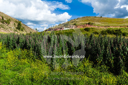 A field of quinoa on a farm in the Andes mountains. Huayllabamba, Peru.