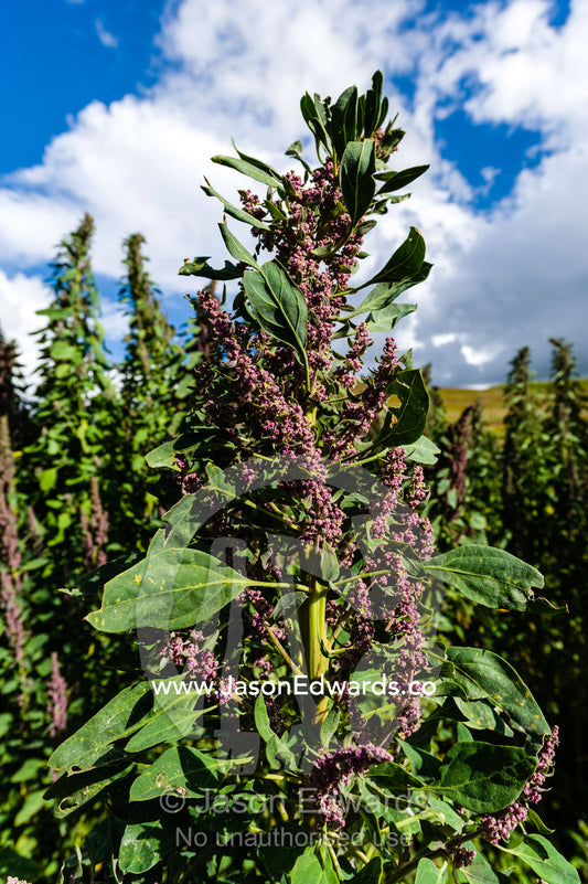 A field of quinoa on a farm in the Andes mountains. Huayllabamba, Peru.
