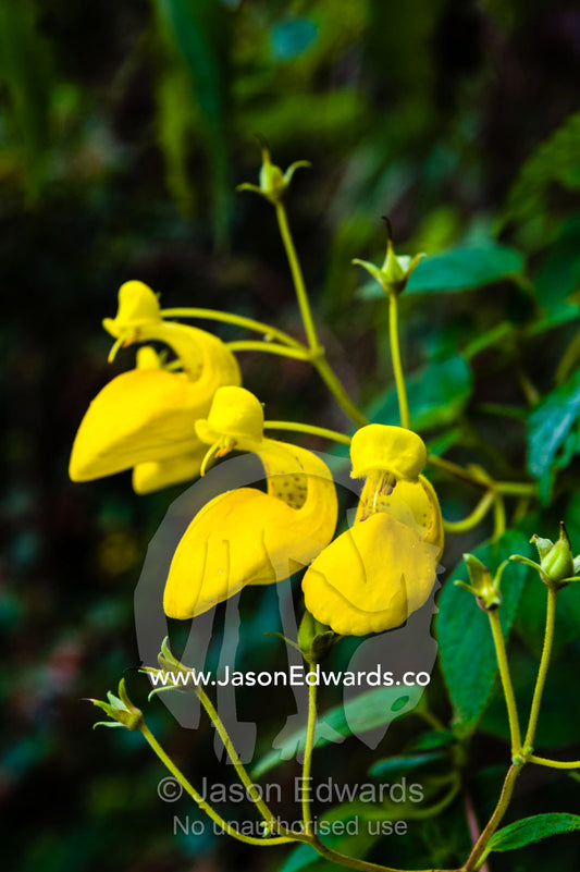 A bright yellow Andean Slipper flower. Peru.