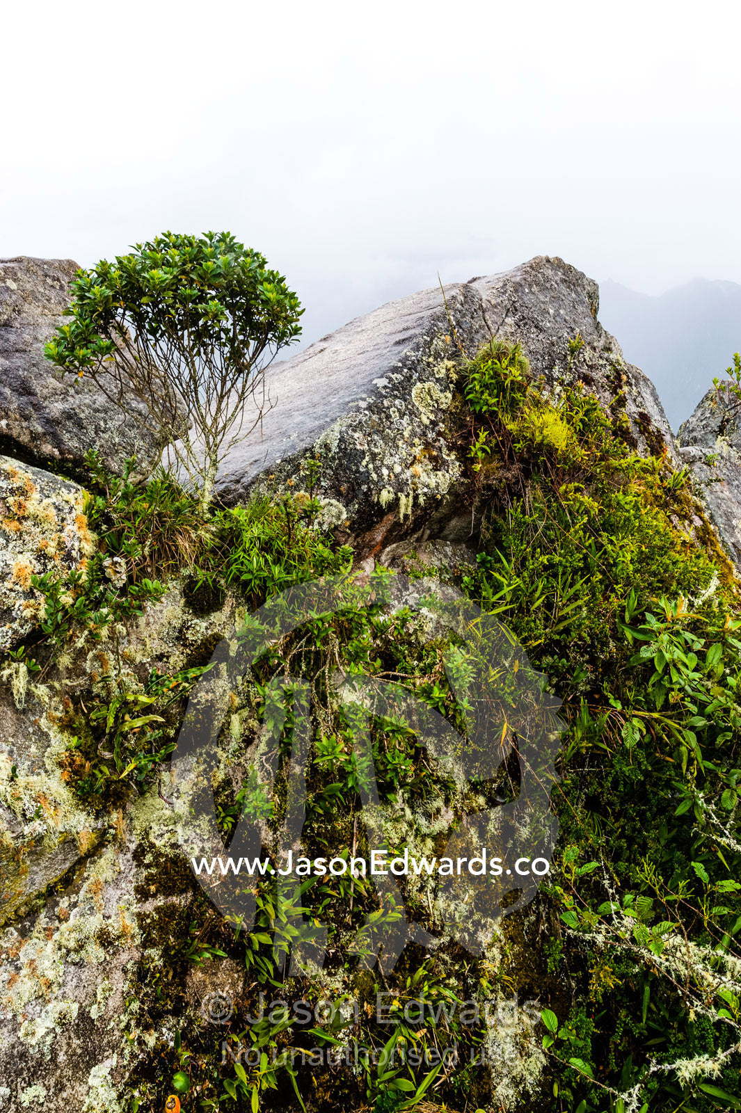 A lichen, moss and bryophyte encrusted rock on the summit of Huayna Picchu. Peru.