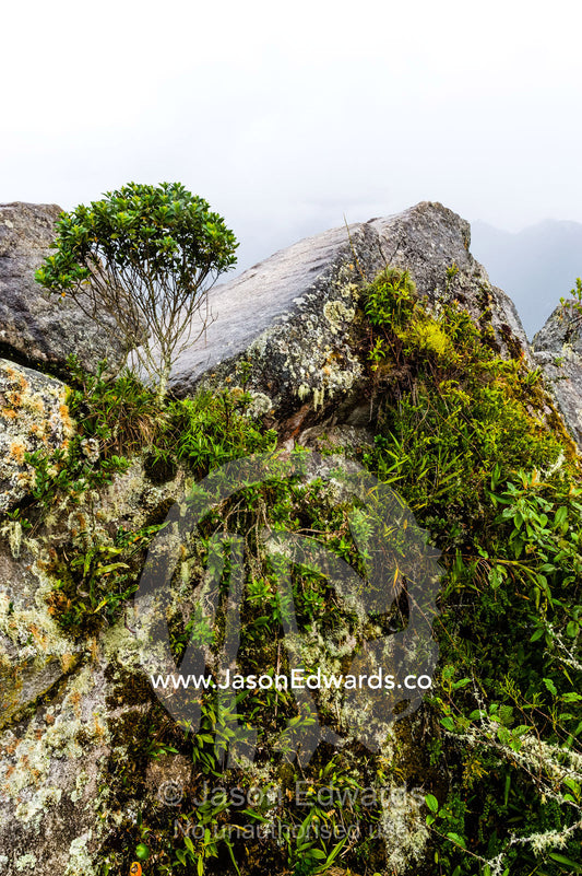 A lichen, moss and bryophyte encrusted rock on the summit of Huayna Picchu. Peru.