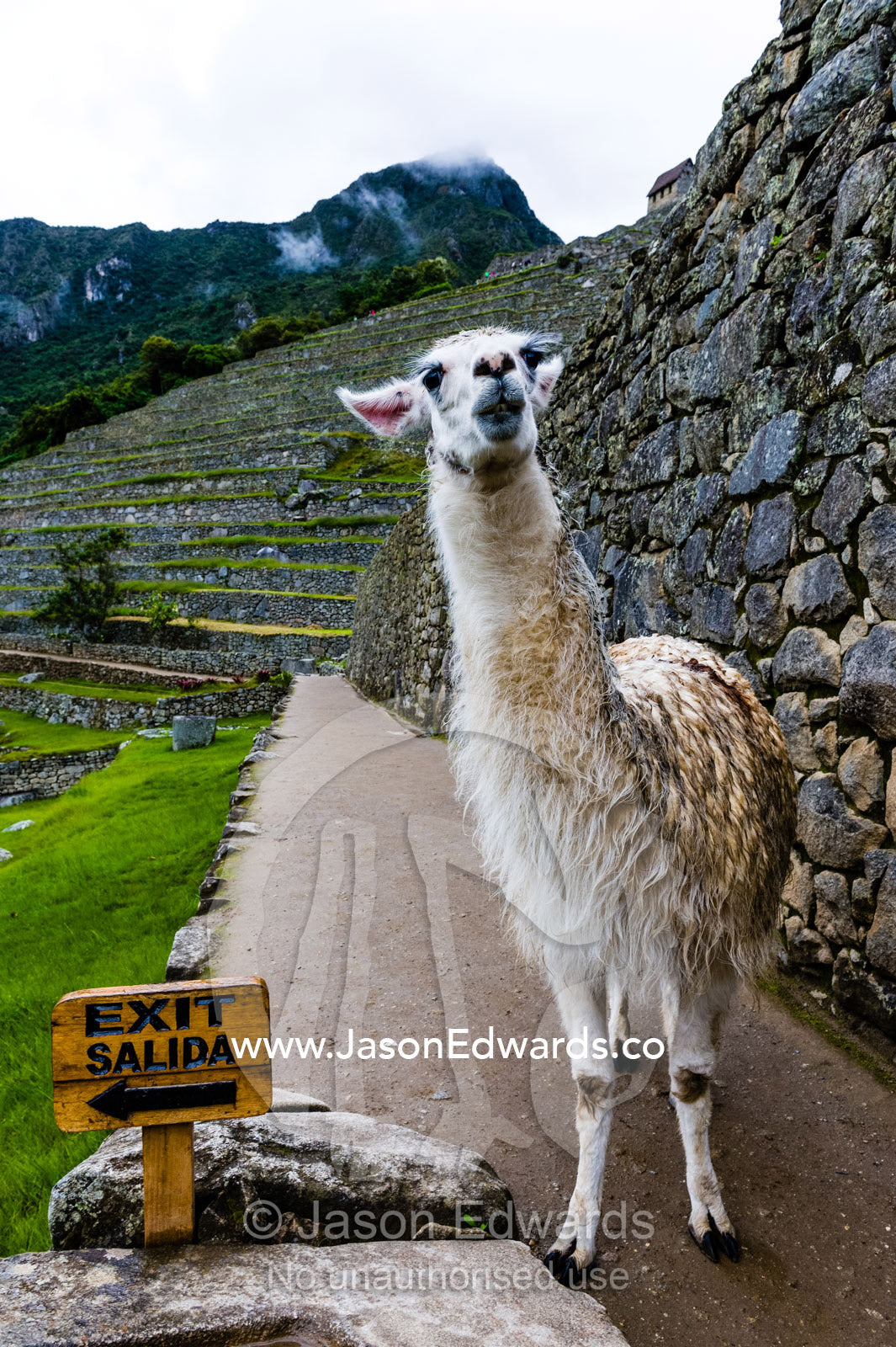 A Lama explores the ancient Inca ruins of Macchu Picchu beside an exit sign. Peru.