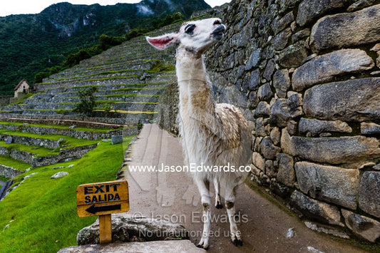 A Lama explores the ancient Inca ruins of Macchu Picchu beside an exit sign. Peru.