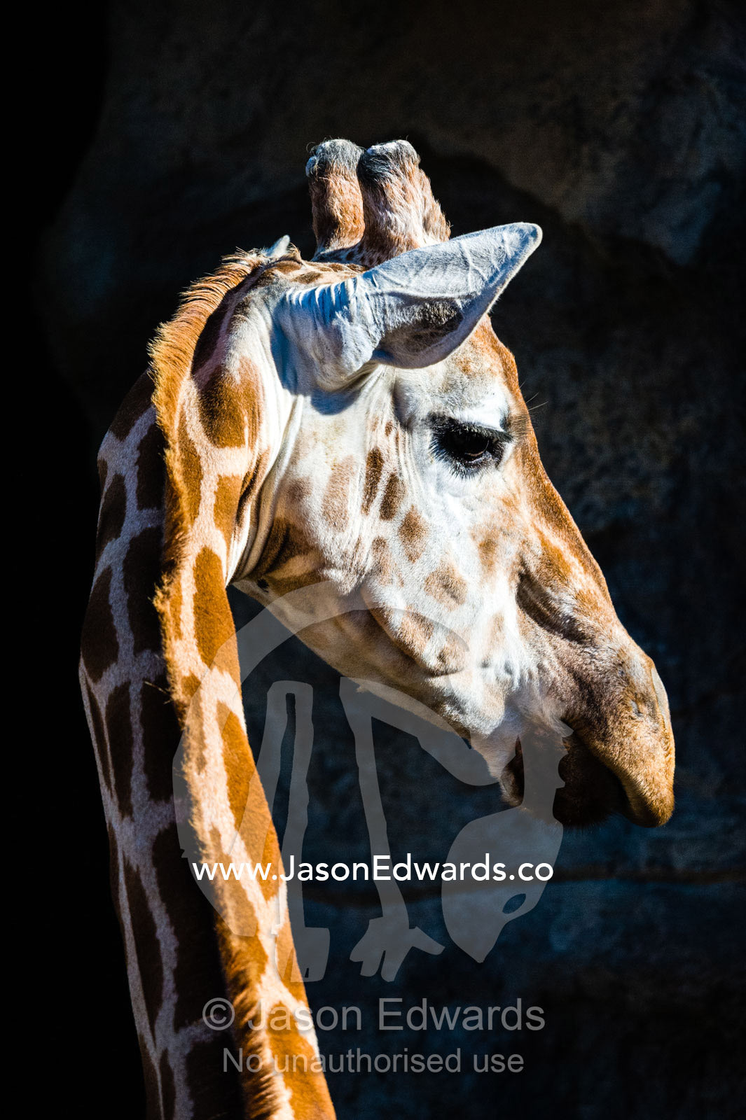 A Giraffe turning its head on its long neck to listen with its ears alert. Sydney, New South Wales, Australia.