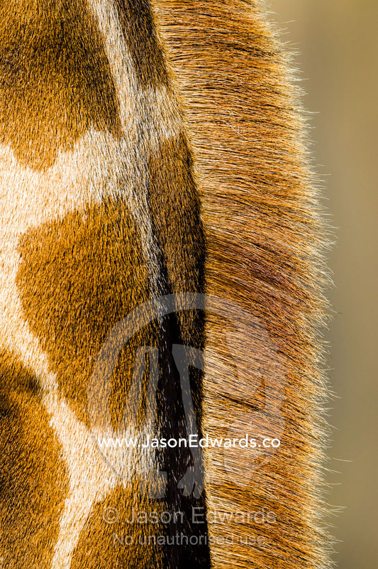 The reticulated mosaic fur pattern on the skin of a Giraffe neck and mane hair. Sydney, New South Wales, Australia.