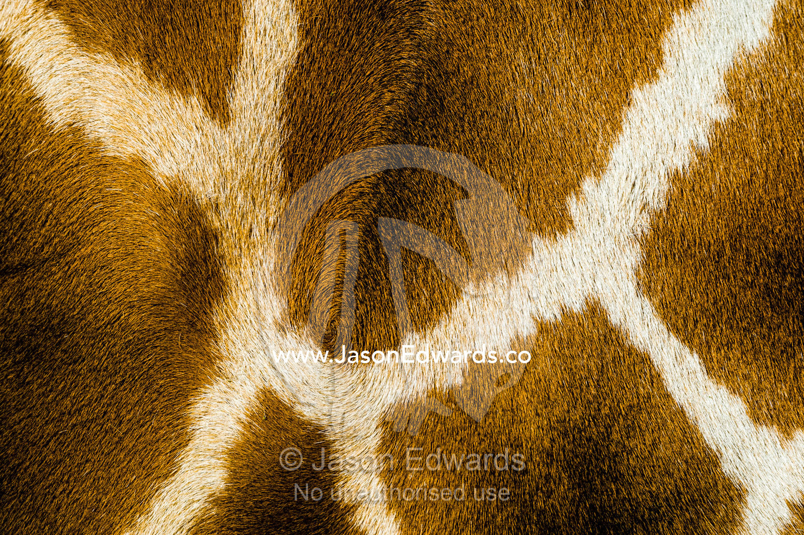 The reticulated mosaic fur pattern on the skin of a Giraffe flank. Sydney, New South Wales, Australia.