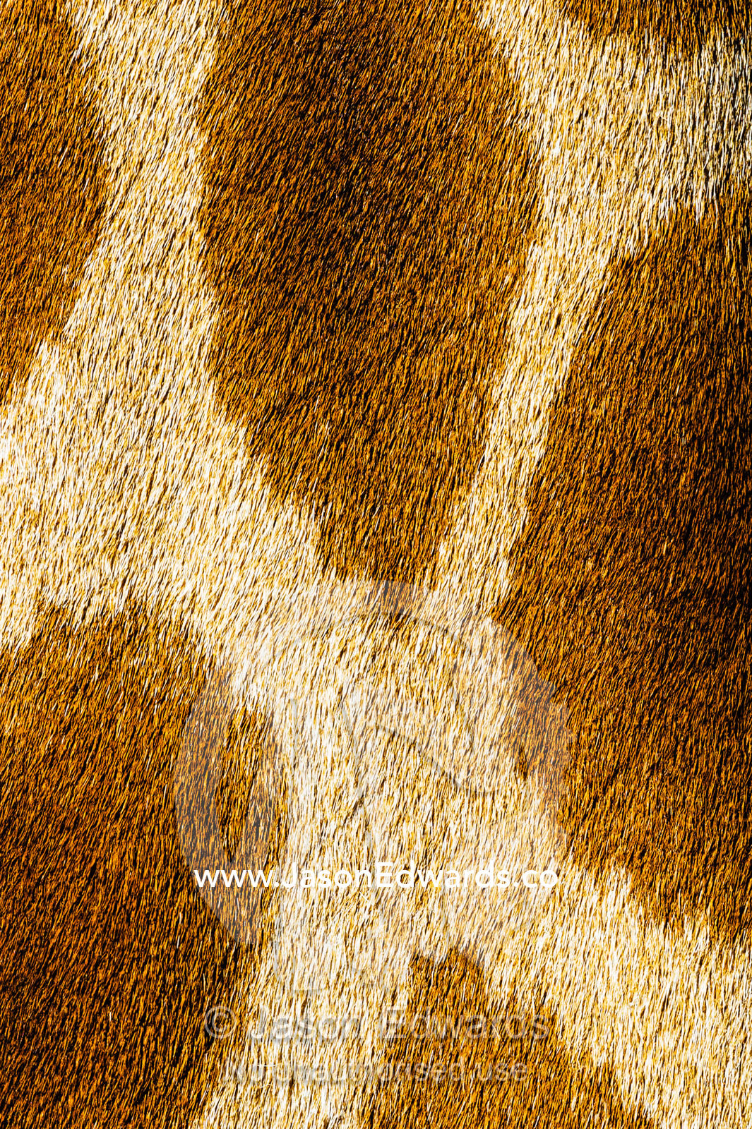 The reticulated mosaic fur pattern on the skin of a Giraffe neck. Sydney, New South Wales, Australia.