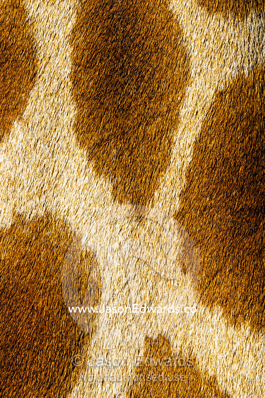 The reticulated mosaic fur pattern on the skin of a Giraffe neck. Sydney, New South Wales, Australia.
