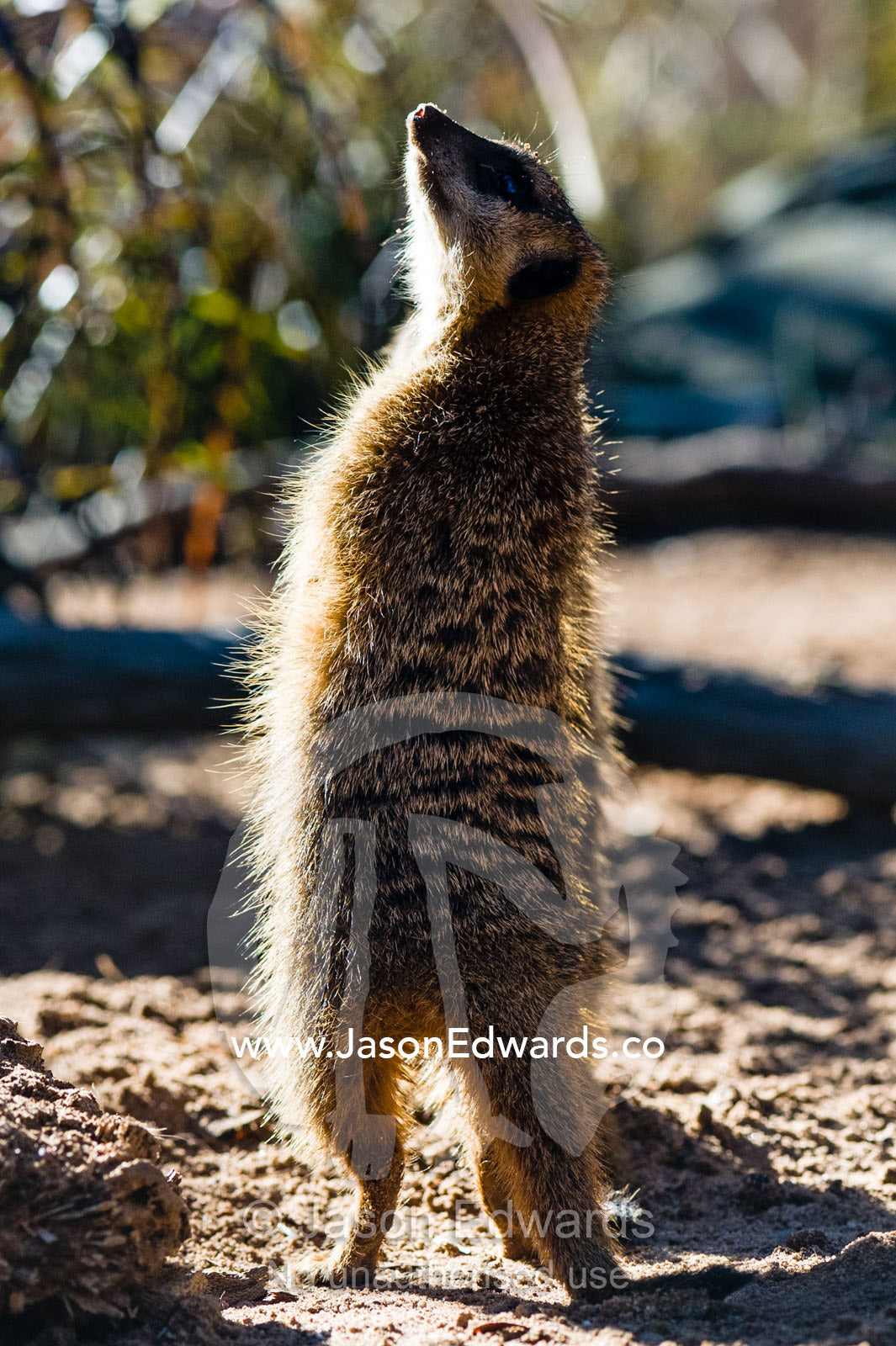 A Meerkat on patrol searches the sky for birds of prey and predators. Sydney, New South Wales, Australia.