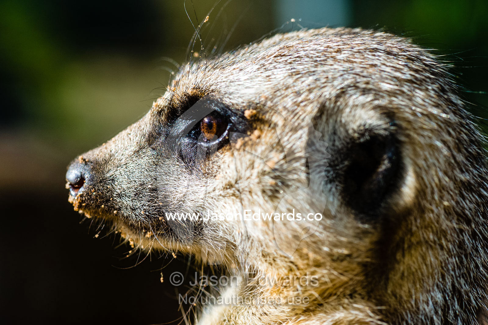 The eye of a Meerkat focussed on something in the distance. Sydney, New South Wales, Australia.
