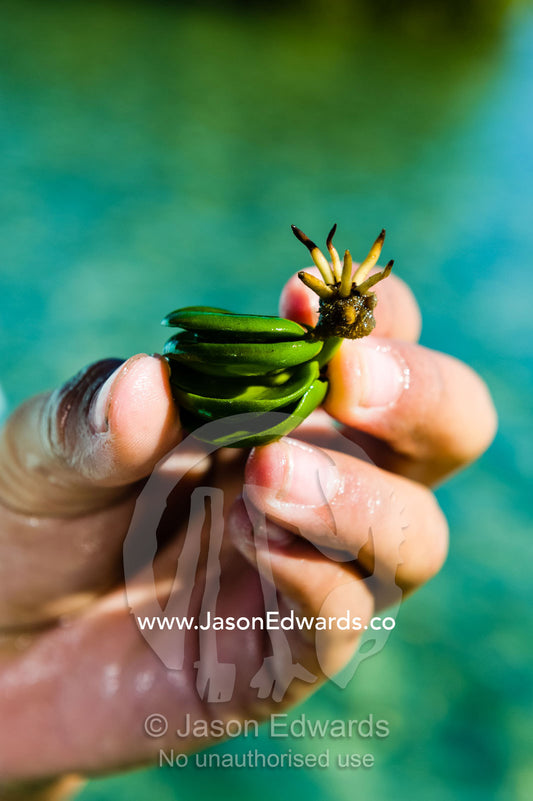 A Grey Mangrove seed pod with small roots erupting. Queensland, Australia.
