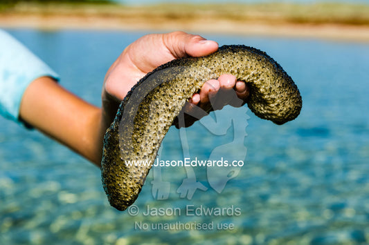 An Aboriginal boy holding a Black Sea Cucumber. Queensland, Australia.