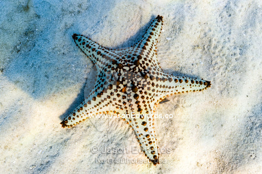 A Spotted Sea Star on the sandy ocean floor. Queensland, Australia.