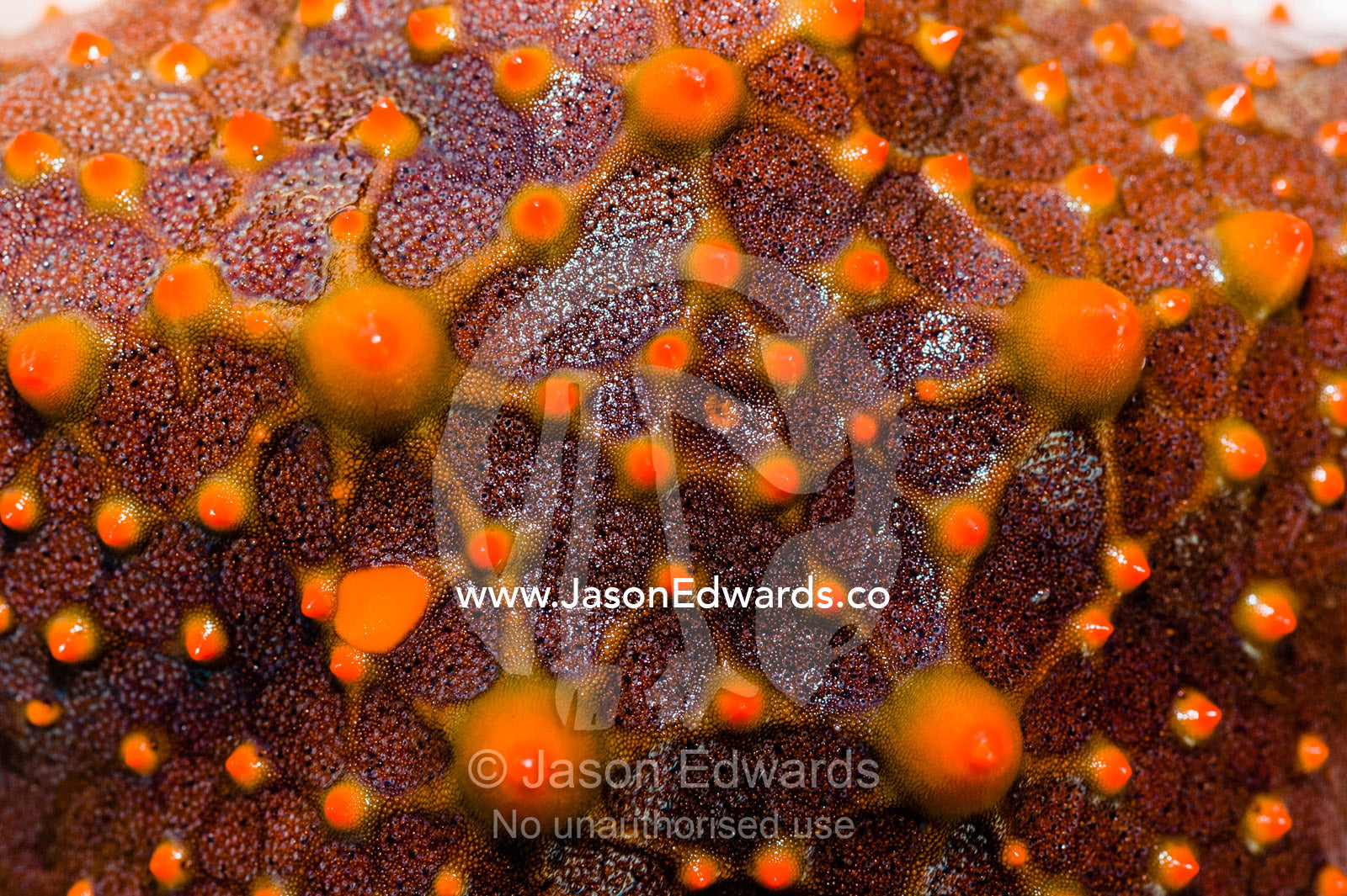 The bright red spiked aboral surface of a Spotted Sea Star. Queensland, Australia.