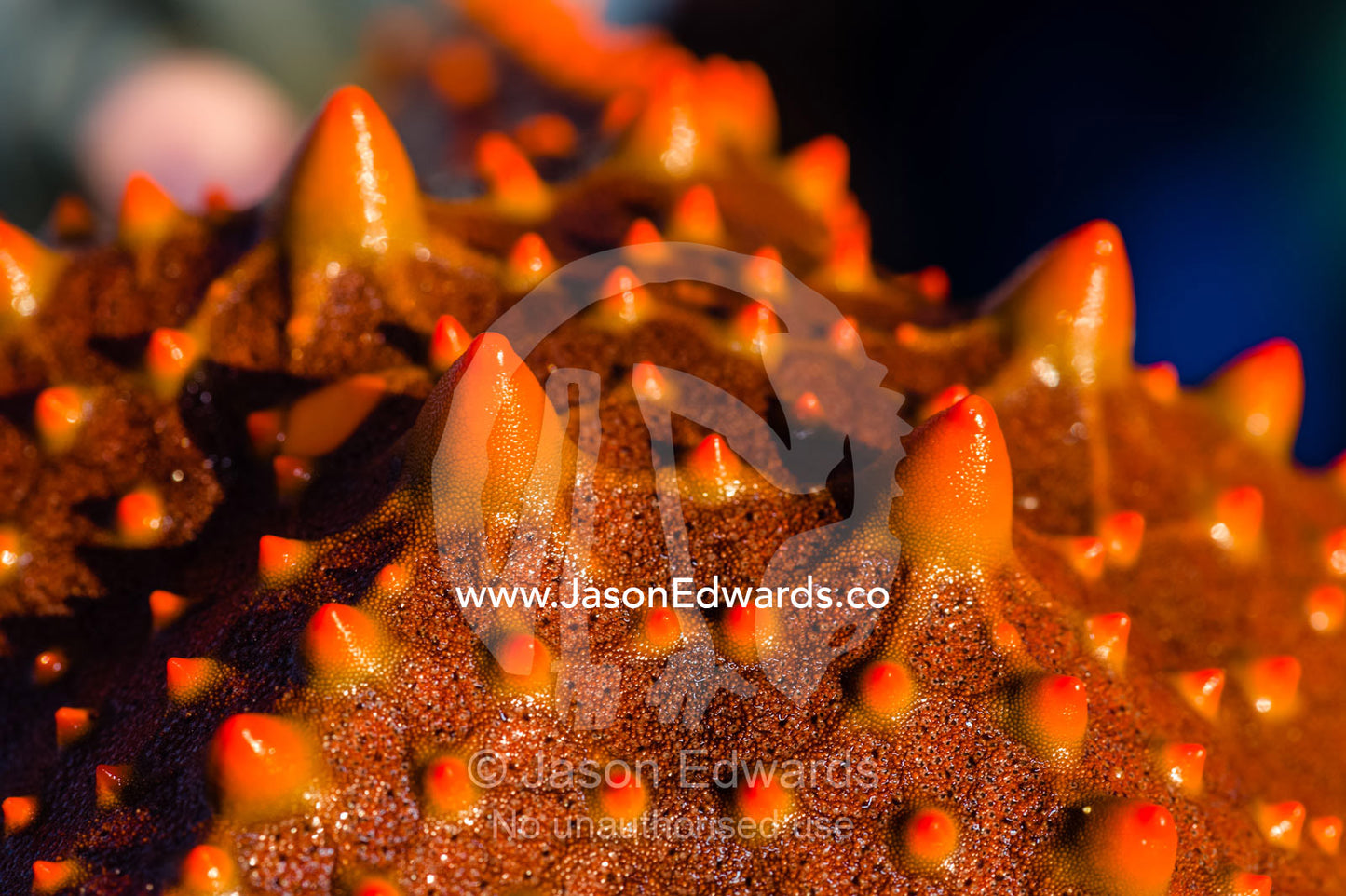 The bright red spiked aboral surface of a Spotted Sea Star. Queensland, Australia.
