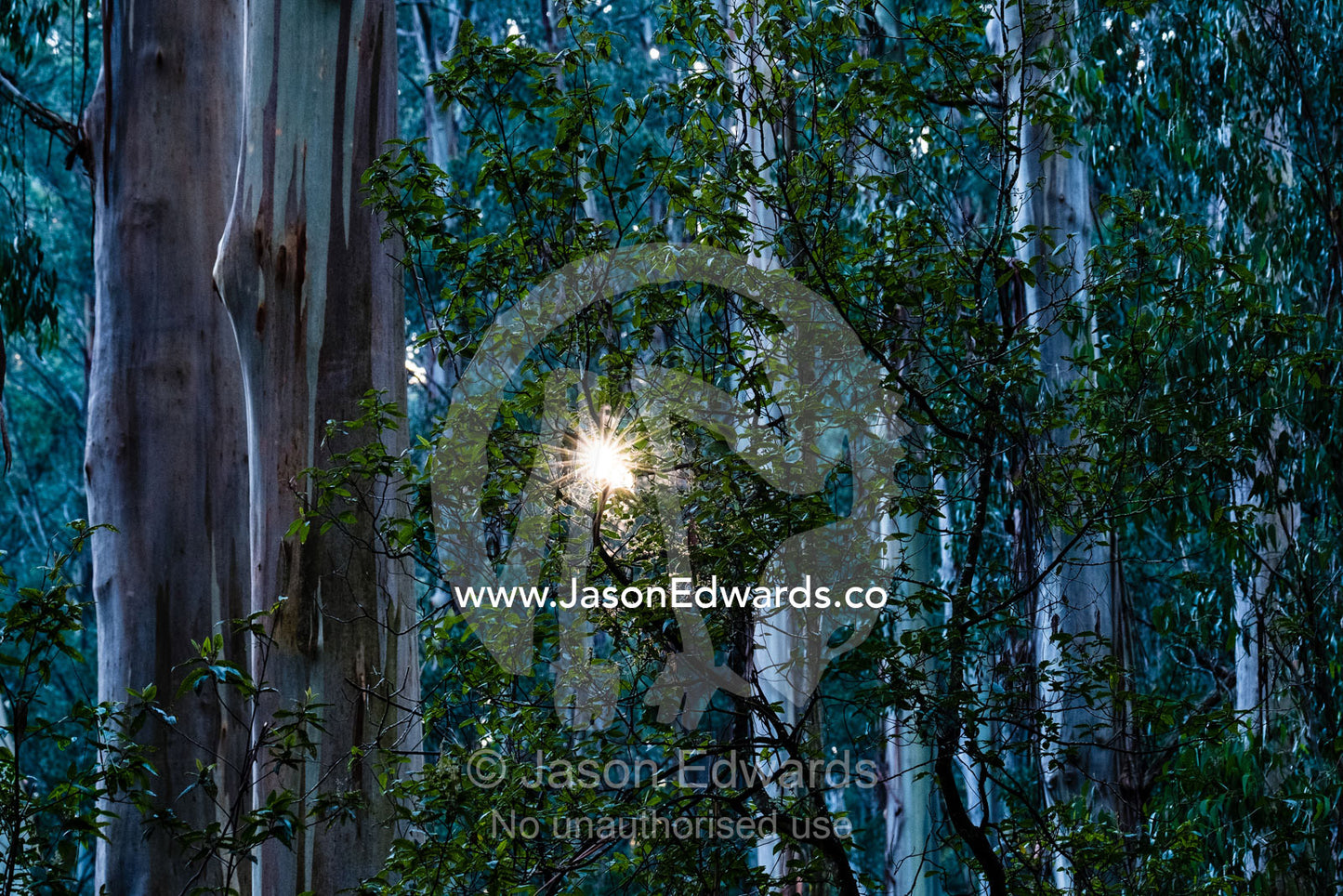 Dappled sunlight filters through the giant trunk of a Mountain Ash forest. Yarra Ranges National Park, Victoria, Australia.