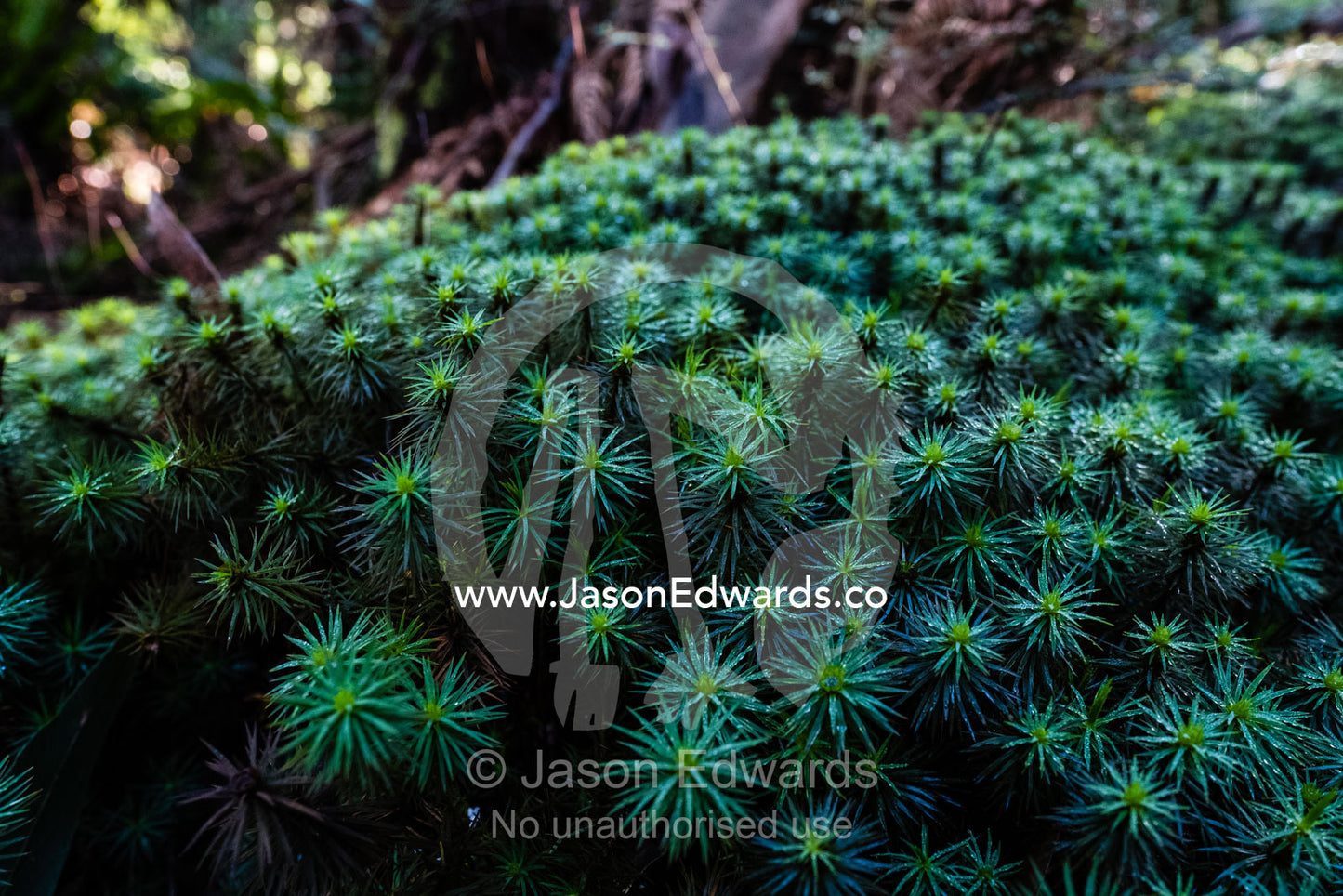 A lush carpet of Giant Moss on the forest floor. Yarra Ranges National Park, Victoria, Australia.
