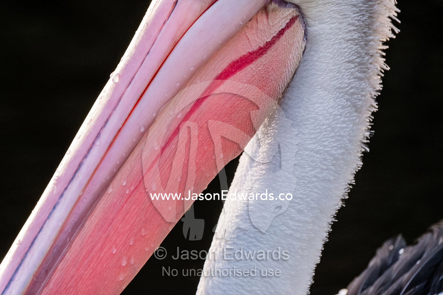The bright pink flesh of an Australian Pelican bill. Healesville, Victoria, Australia.