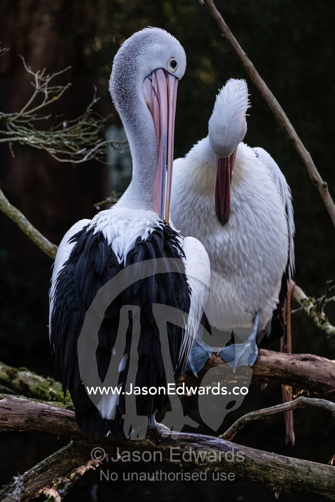 An Australian Pelican preening and cleaning its wing feathers with its long bill. Healesville, Victoria, Australia.