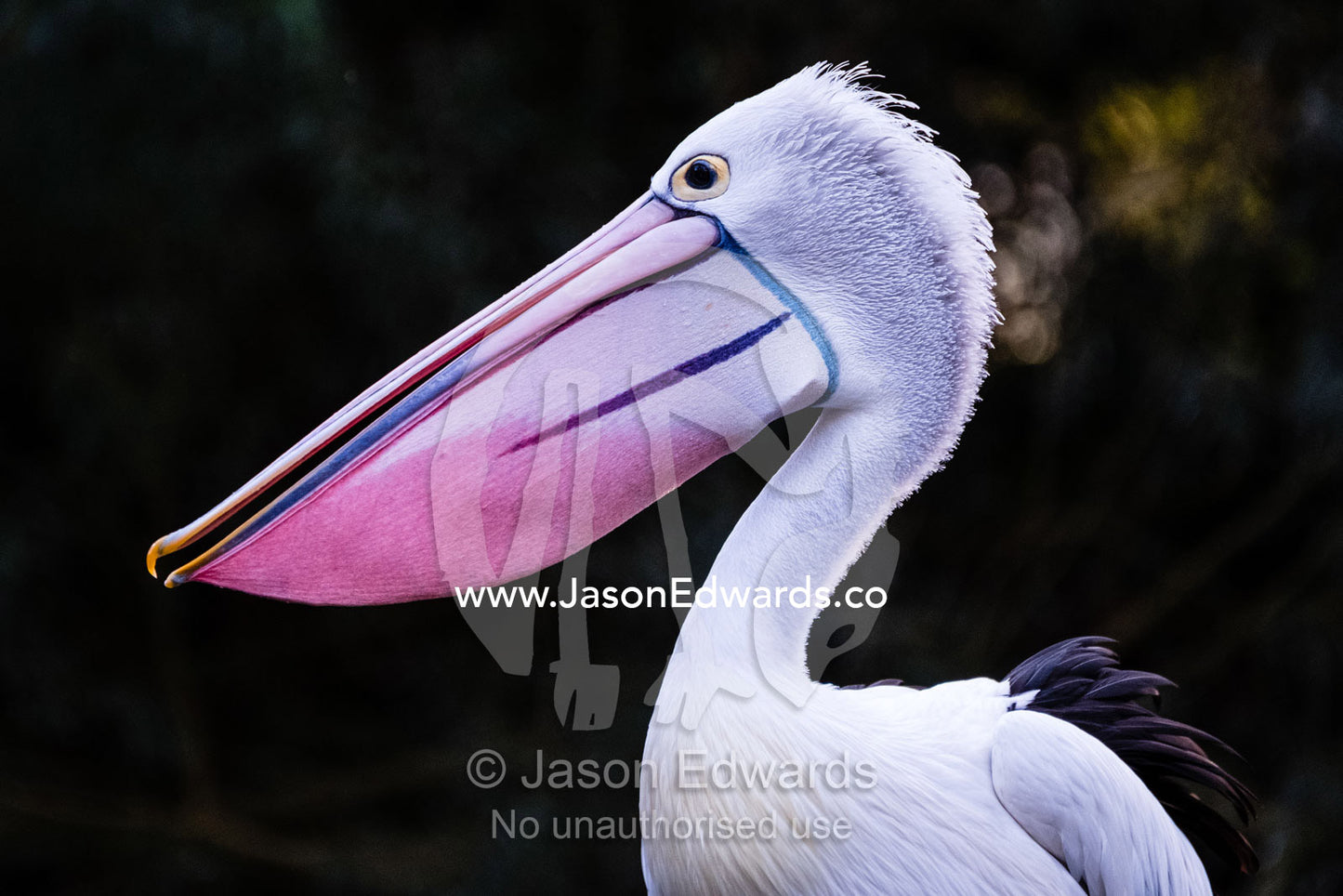 The bright pink flesh of an Australian Pelican bill. Healesville, Victoria, Australia.