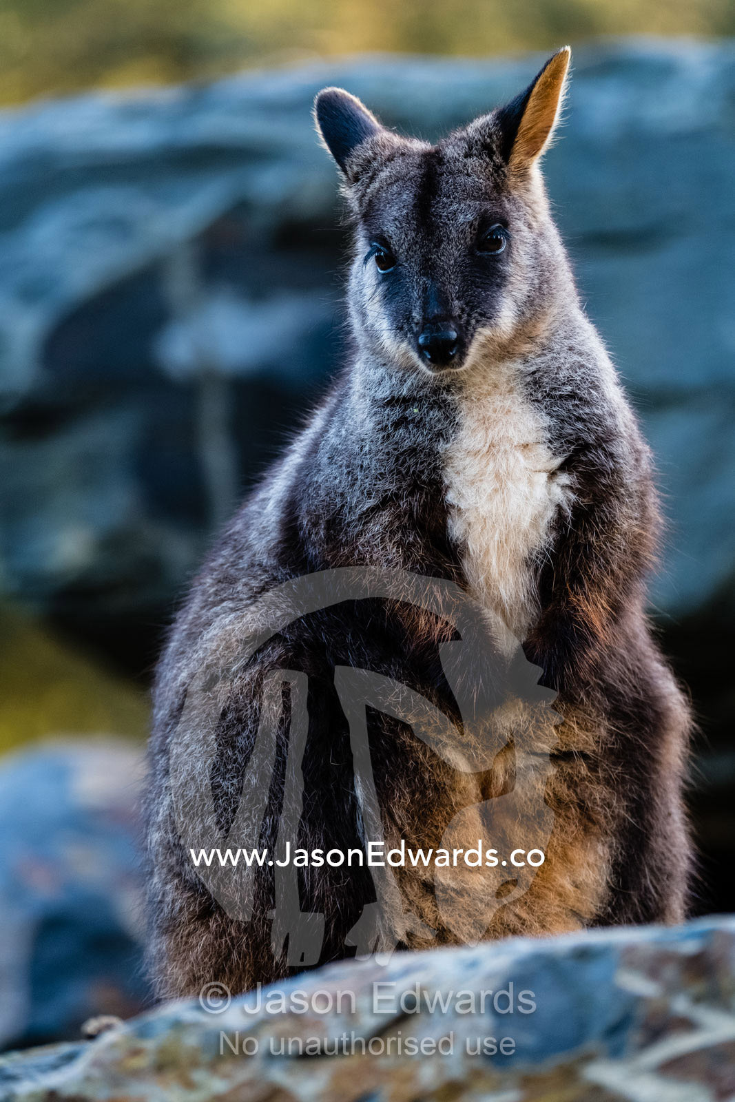 A fury Red-necked Wallaby standing on a rocky outcrop. Healesville, Victoria, Australia.