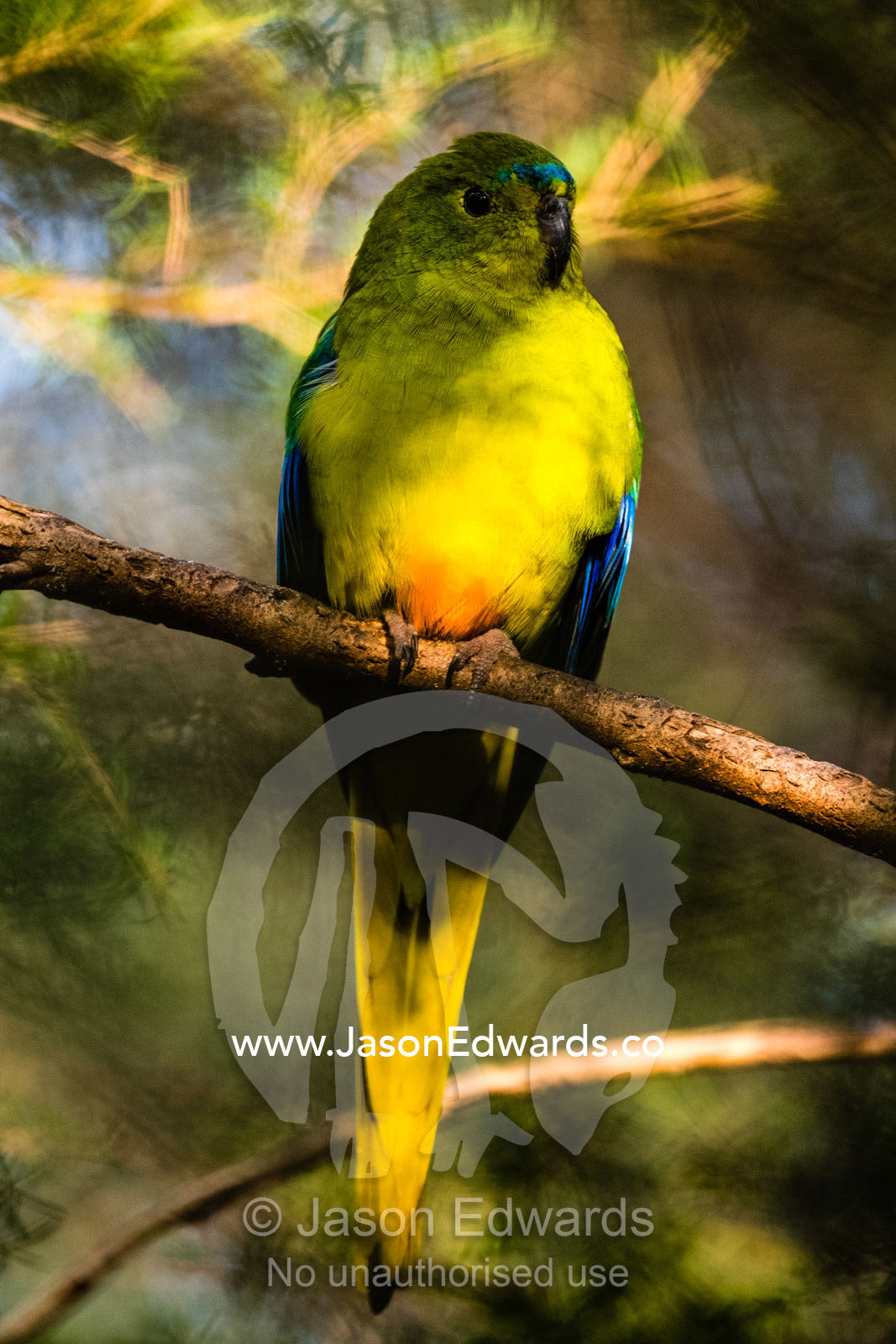 A critically endangered Orange-bellied Parrot roosting on a branch. Healesville, Victoria, Australia.