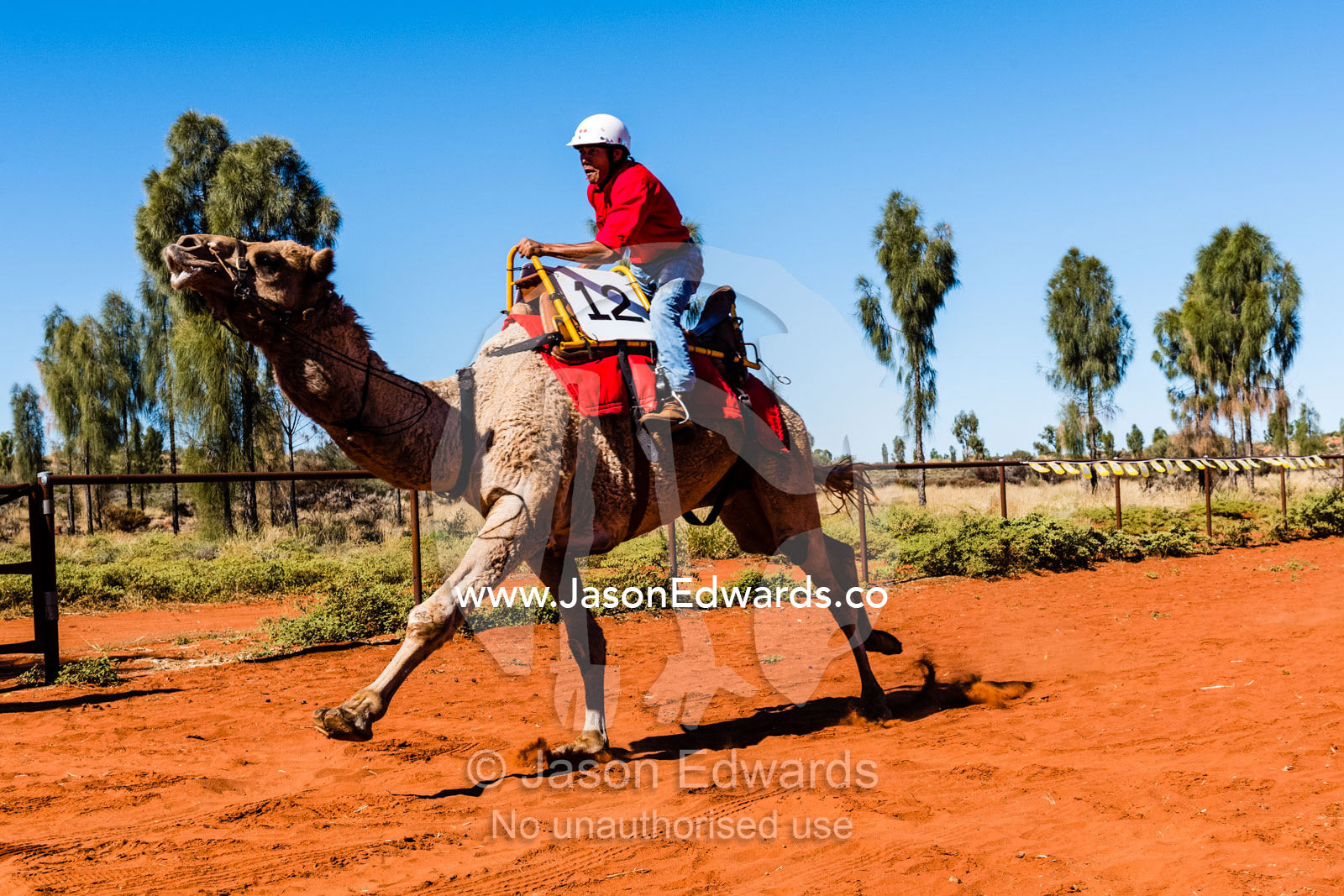 Experienced jockeys race camels as they gallop over the desert sands in the Uluru Camel Cup. Yulara, Uluru-Kata Tjuta Nationa, Northern Territory, Australia