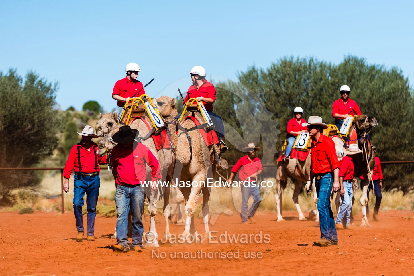 Experienced jockeys prepare to race camels over the desert sands in the Uluru Camel Cup. Yulara, Uluru-Kata Tjuta Nationa, Northern Territory, Australia
