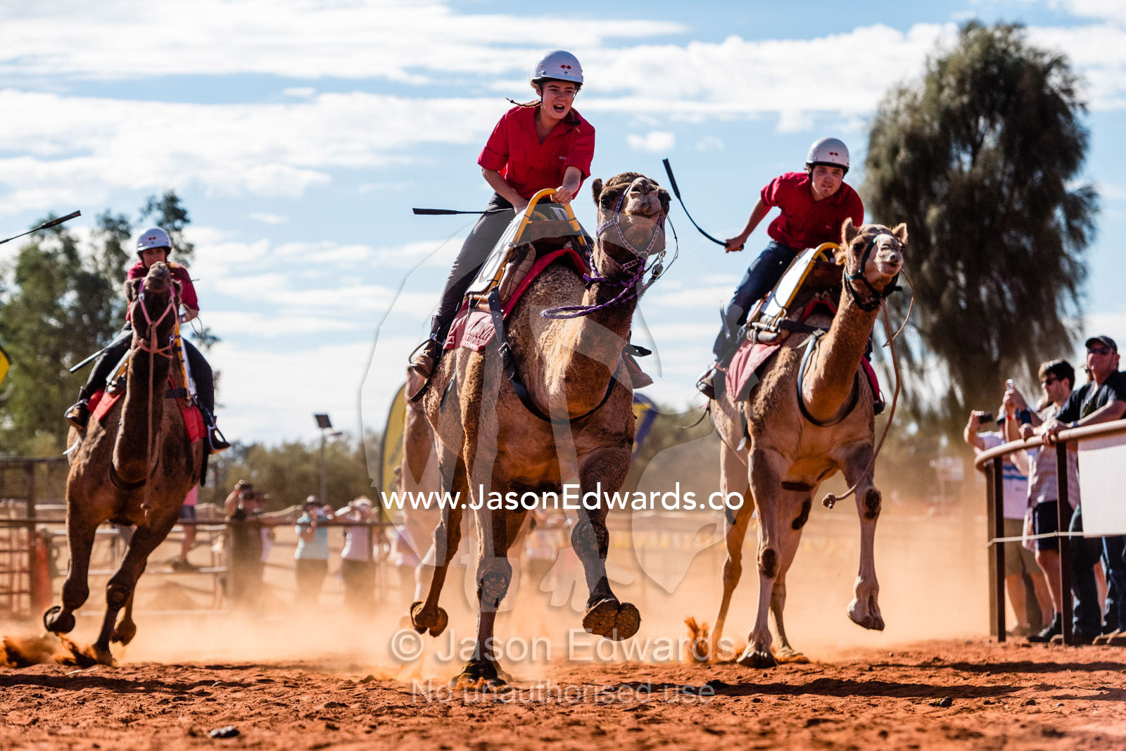 Experienced jockeys race camels as they gallop over the desert sands in the Uluru Camel Cup. Yulara, Uluru-Kata Tjuta Nationa, Northern Territory, Australia