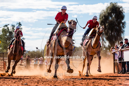 Experienced jockeys race camels as they gallop over the desert sands in the Uluru Camel Cup. Yulara, Uluru-Kata Tjuta Nationa, Northern Territory, Australia
