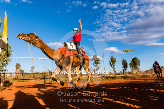 Experienced jockeys race camels as they gallop over the desert sands in the Uluru Camel Cup. Yulara, Uluru-Kata Tjuta Nationa, Northern Territory, Australia