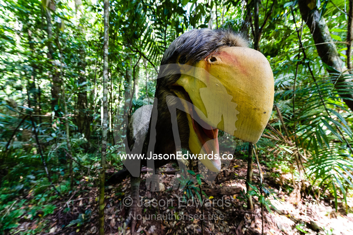 The Demon-Duck of Doom or Thunderbird, is an extinct flightless bird that lived approximately 15 million years ago. Daintree National Park, Daintree Rainforest Aerial Walkw, Queensland, Australia