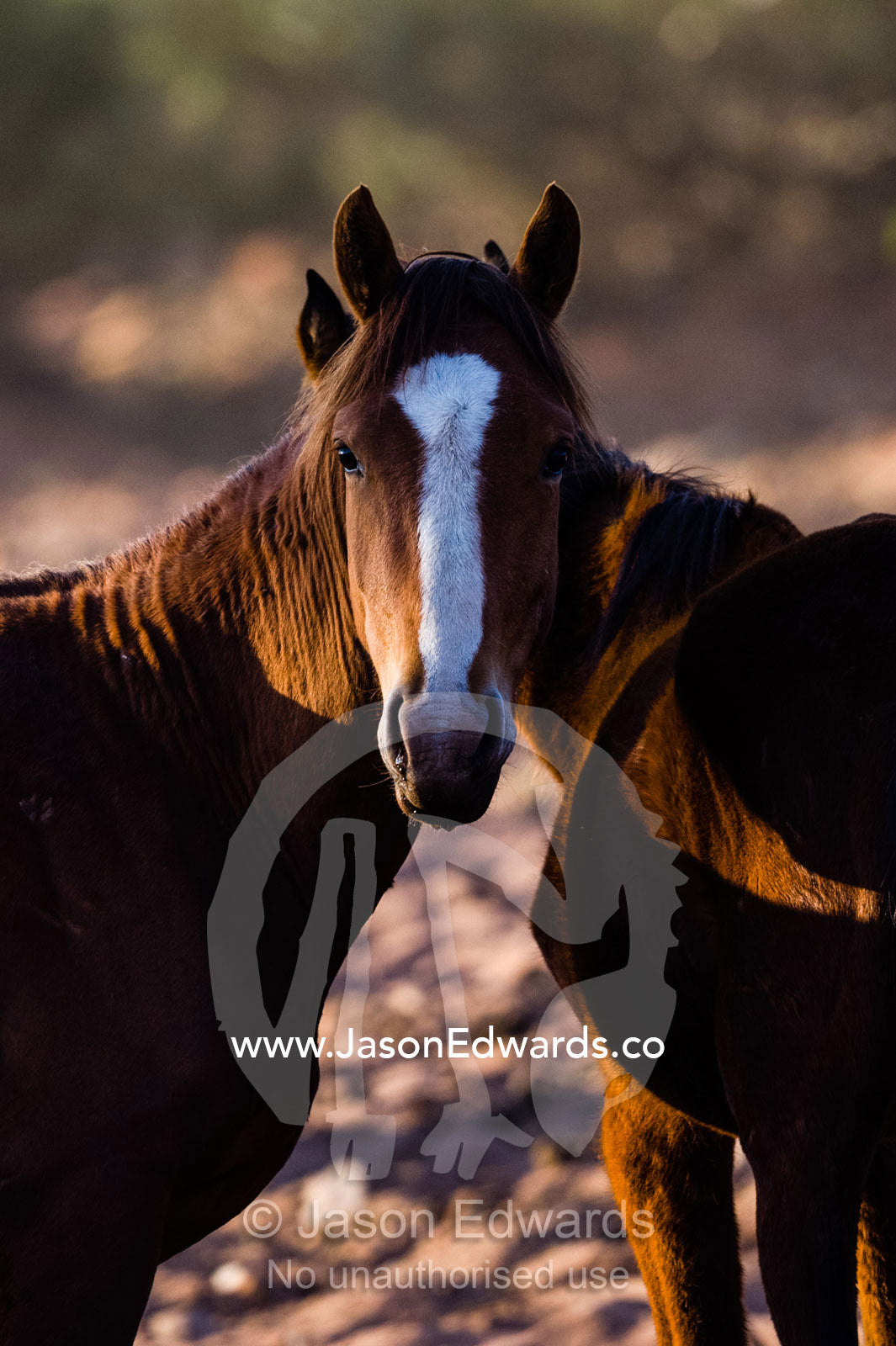 Dawn rises over the desert and a wild horse known as a brumby. Namatjira, Gilbert Springs, Northern Territory, Australia