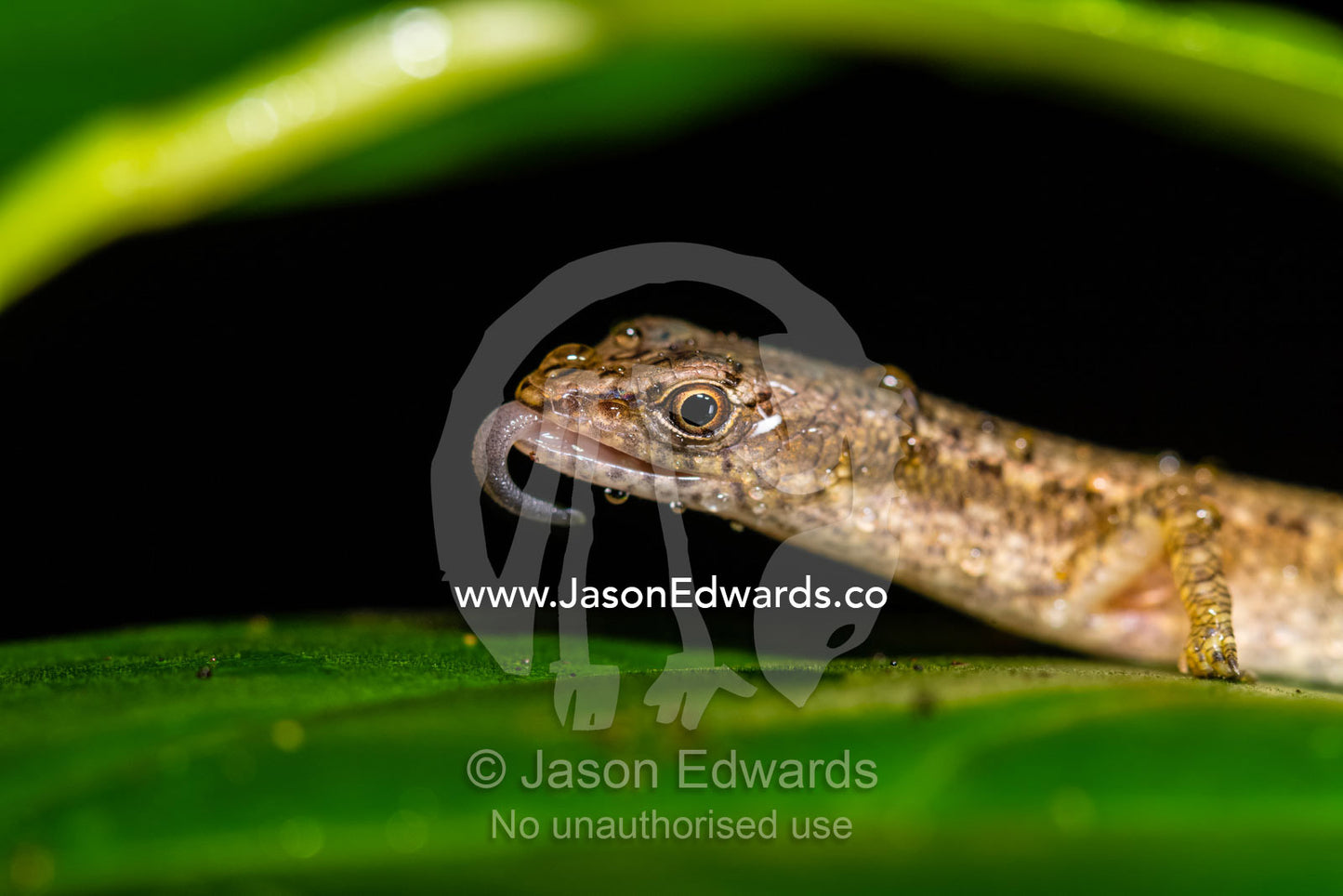 A Shade Skink licking raindrops. Daintree National Park, Cape Tribulation, Queensland, Australia