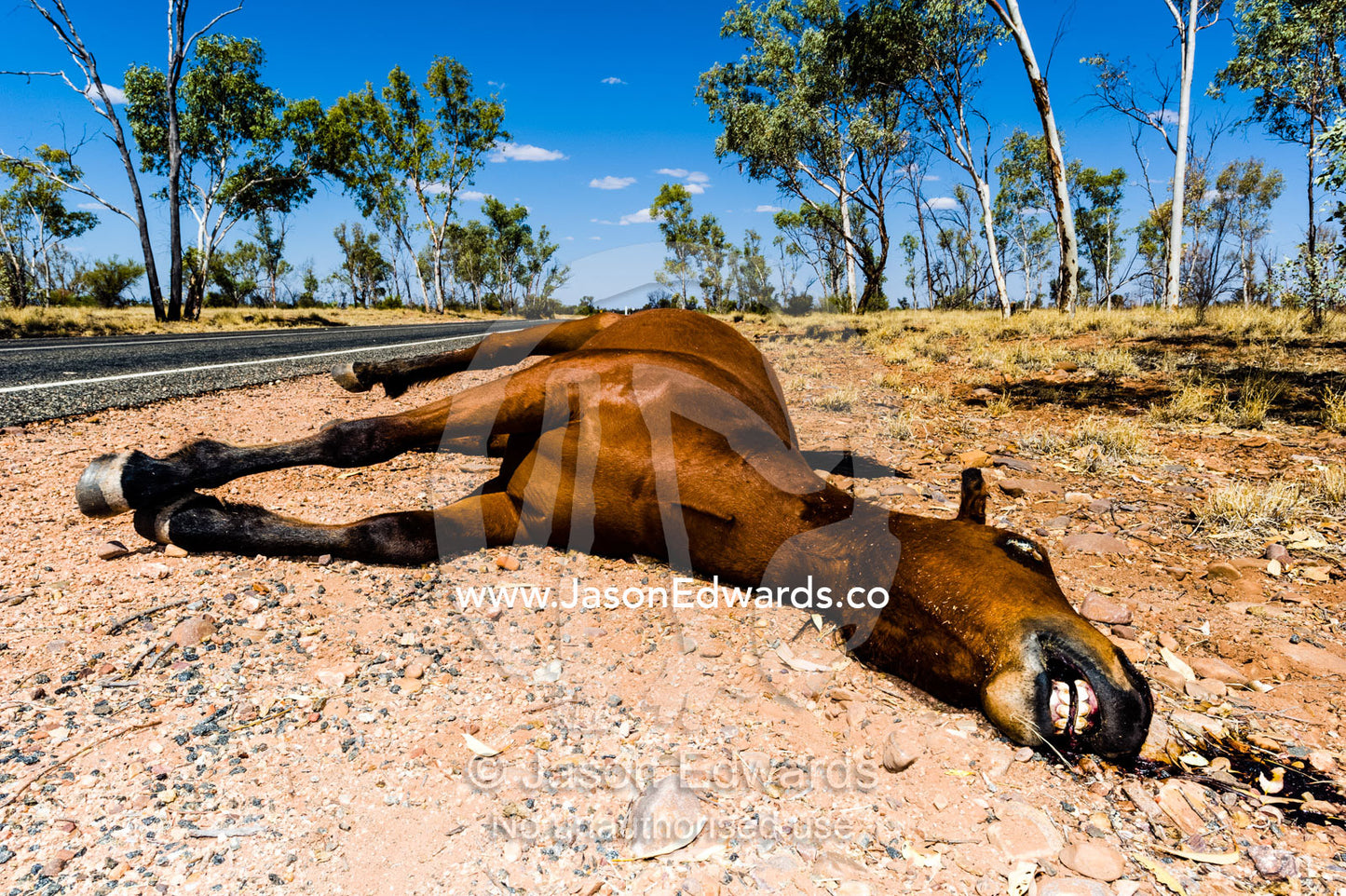 A dead wild horse known as a brumby killed by a vehicle on an outback road. Namatjira, Hermannsberg, Northern Territory, Australia