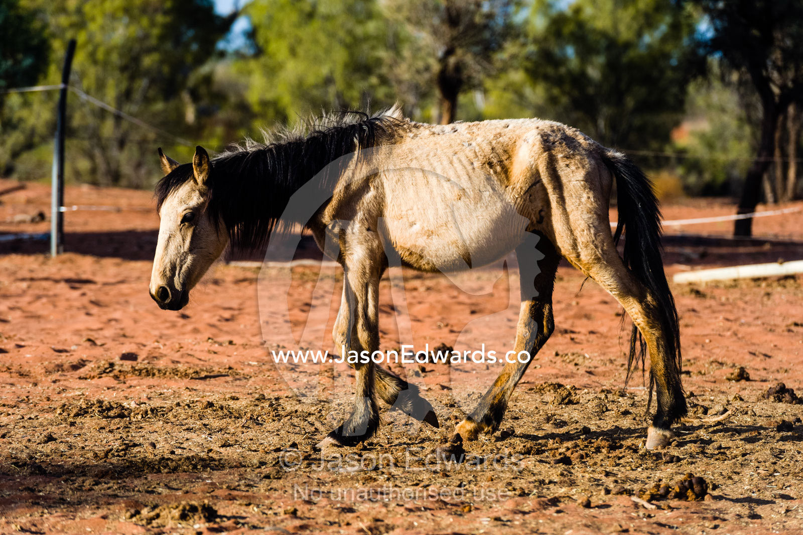 An unhealthy rescued wild horse known as a brumby in a corral on an outback station. Namatjira, Ipolera Out Station, Northern Territory, Australia