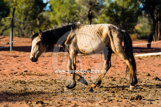 An unhealthy rescued wild horse known as a brumby in a corral on an outback station. Namatjira, Ipolera Out Station, Northern Territory, Australia