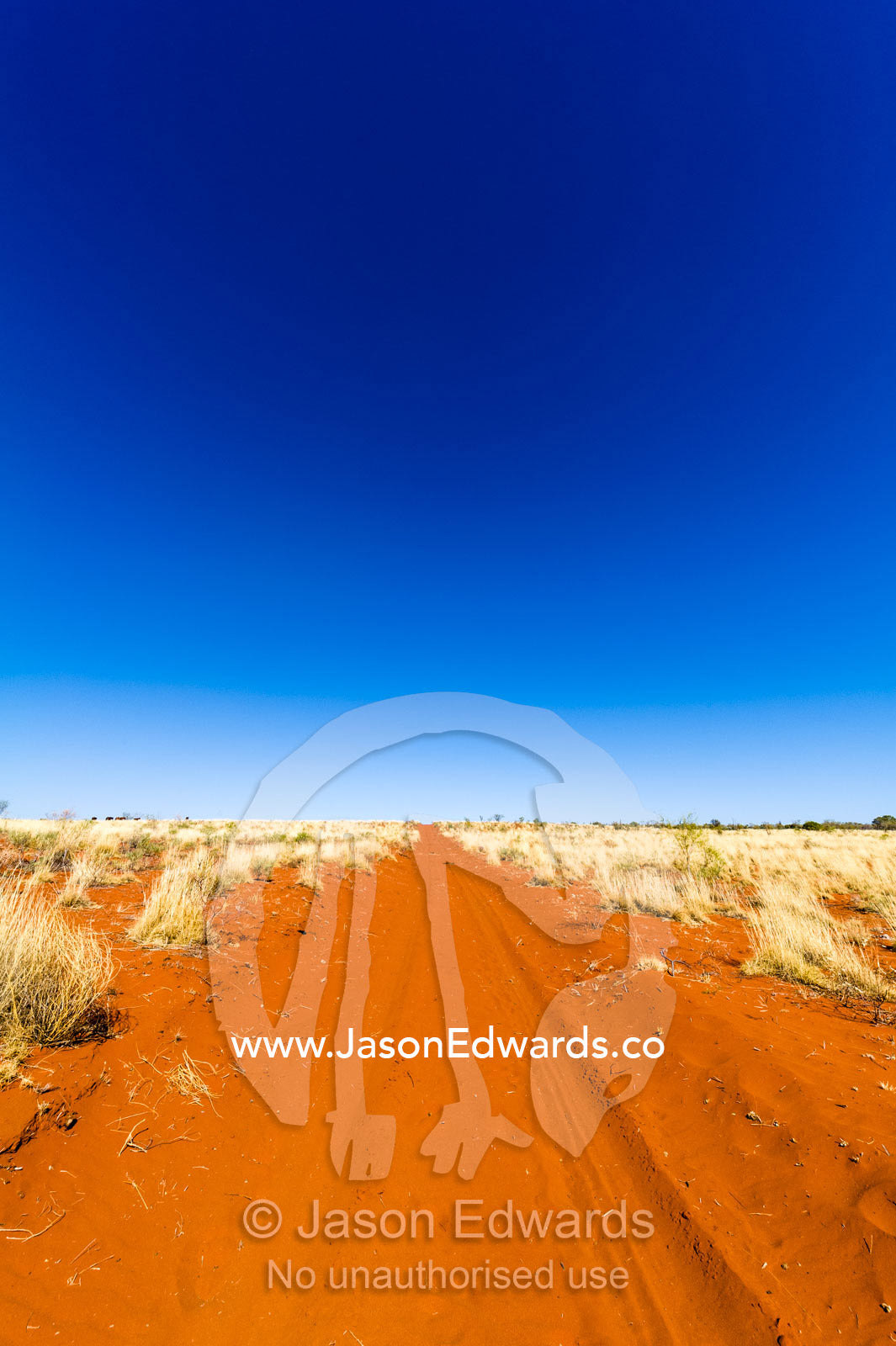 A red sandy track crosses a spinifex plain in the desert on an outback station. Namatjira, Ipolera Out Station, Northern Territory, Australia
