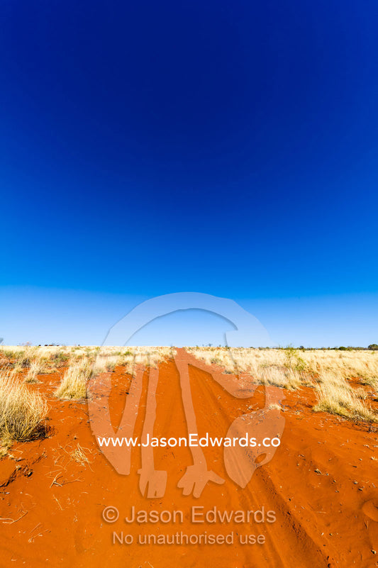 A red sandy track crosses a spinifex plain in the desert on an outback station. Namatjira, Ipolera Out Station, Northern Territory, Australia