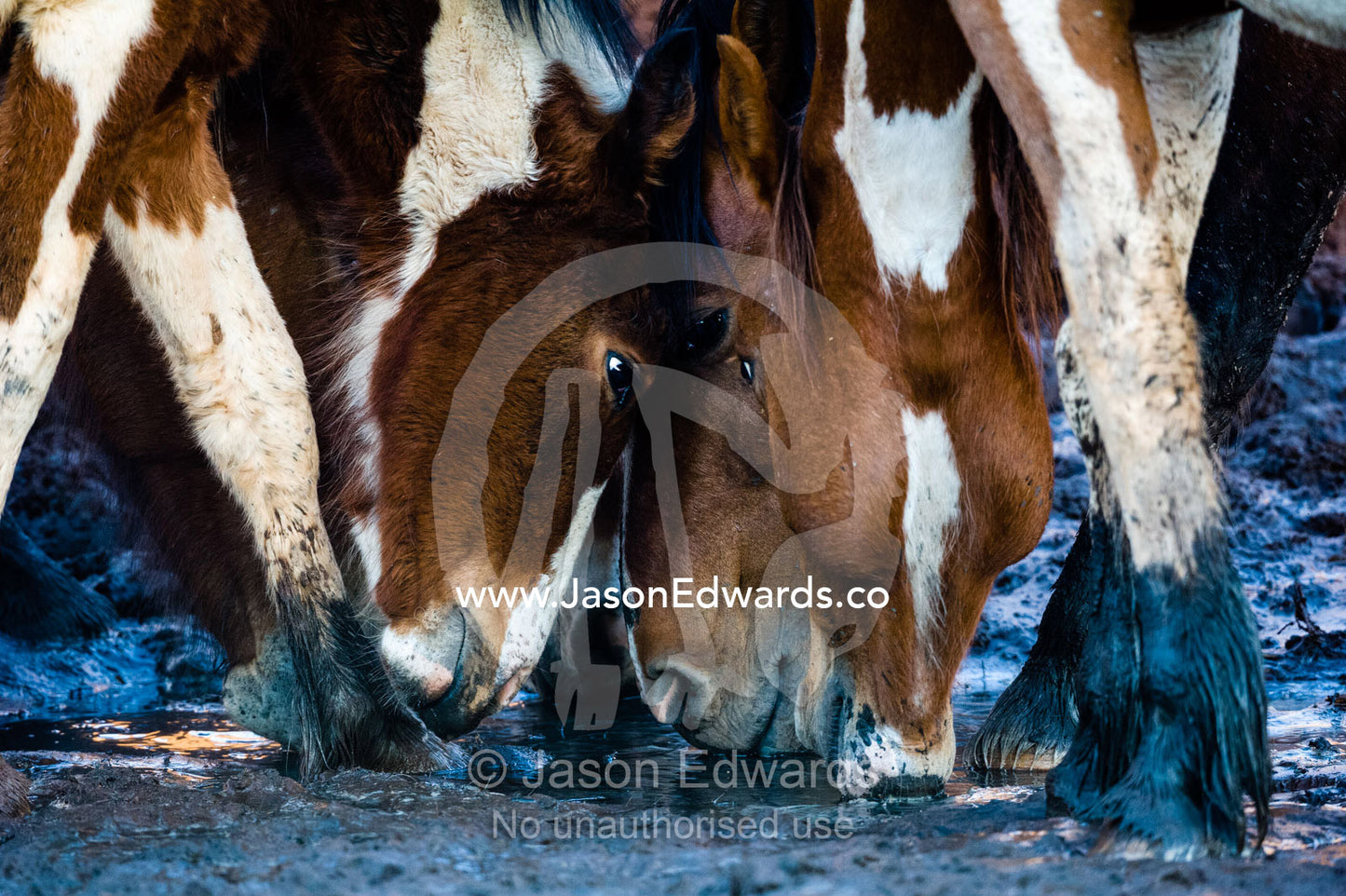 Wild horses known as Brumby's drink from a dwindling desert waterhole in the outback. Namatjira, Gilbert Spings, Northern Territory, Australia