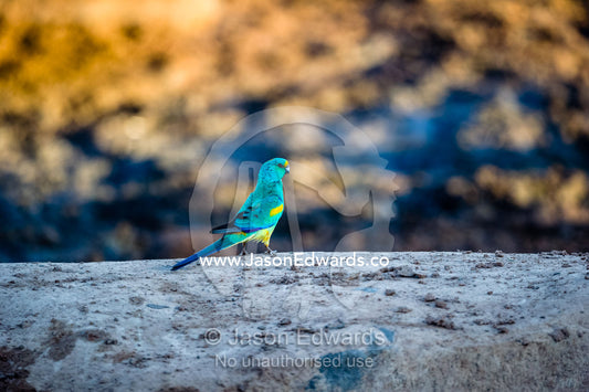 A Mulga Parrot resting on the ground near a waterhole. Namatjira, Gilbert Spings, Northern Territory, Australia