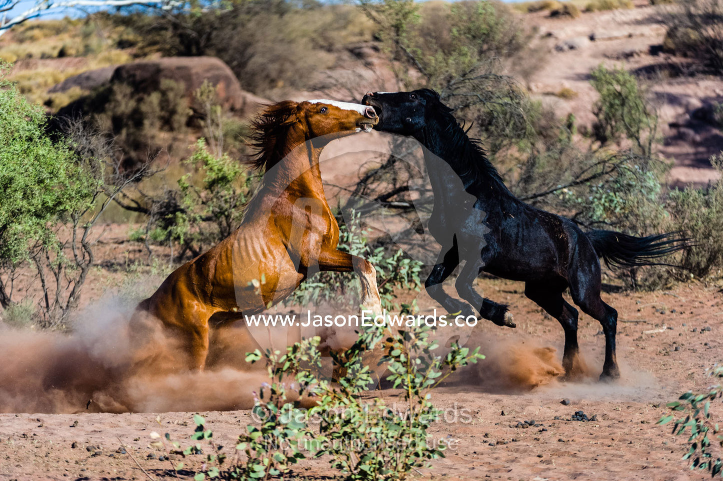A pair of wild horse stallions known as a brumby's fighting in the desert. Namatjira, Gilbert Spings, Northern Territory, Australia