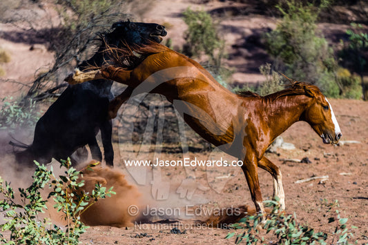 A pair of wild horse stallions known as a brumby's fighting in the desert. Namatjira, Gilbert Spings, Northern Territory, Australia