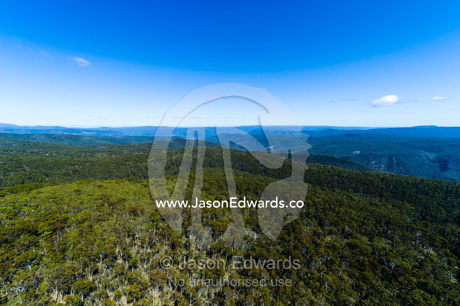 A canopy of eucalyptus forest on the rugged mountains of the Australian Alps. Kosciuszko National Park, New South Wales, Australia