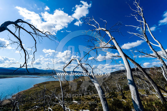 A forest of dead eucalyptus Snow Gum trees on the shore of a manmade lake killed by fire. Kosciuszko National Park, Tantangara Dam, New South Wales, Australia