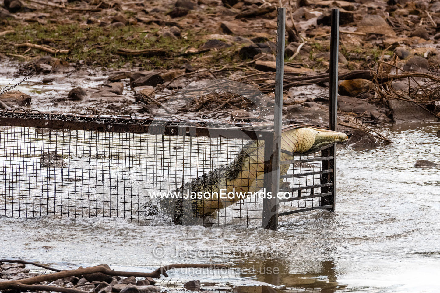A Saltwater Crocodile attempts to escape from a cage. Timber Creek, Bullo River Station, Northern Territory, Australia