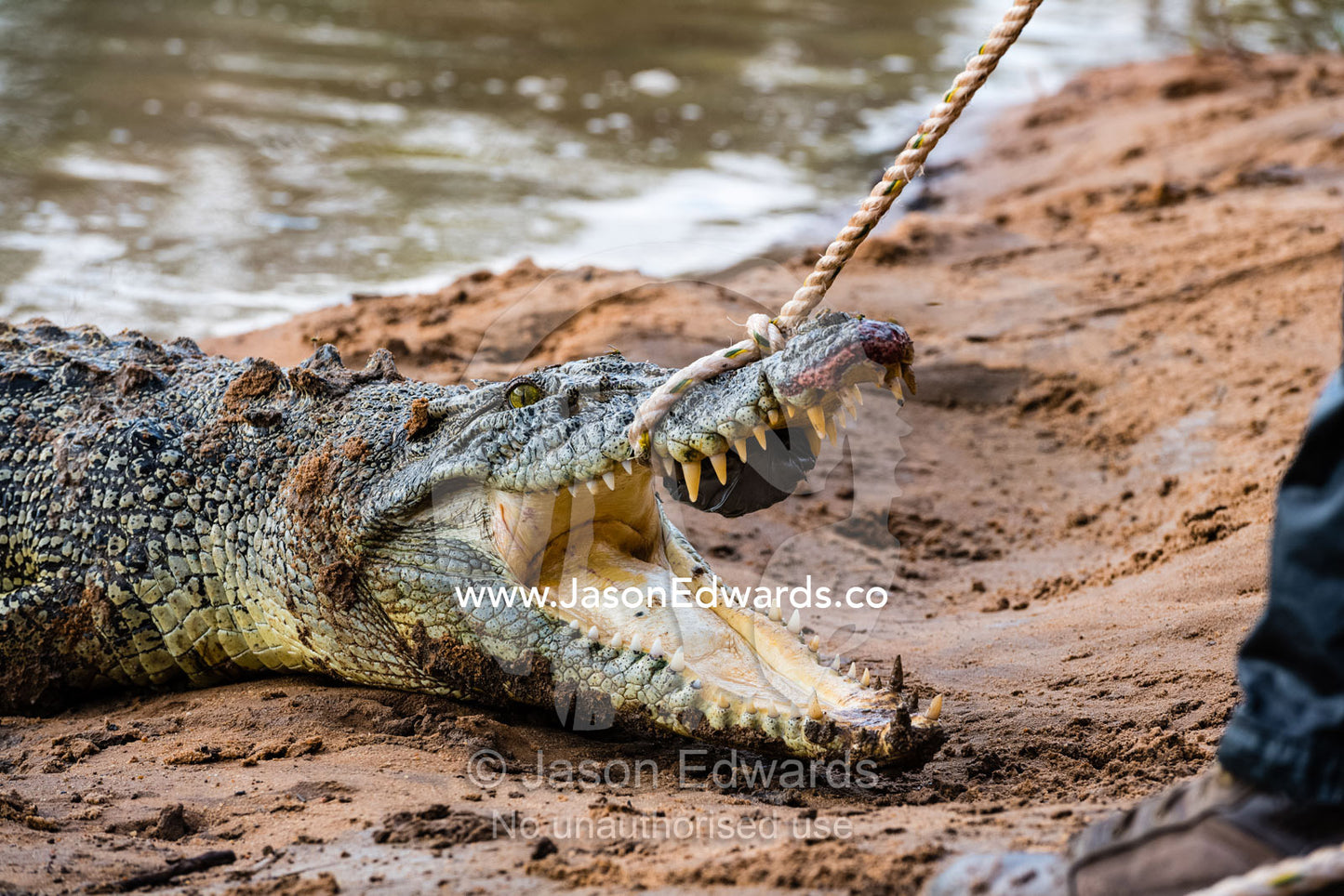 A Saltwater Crocodile with a restraining rope is captured by trappers. Timber Creek, Bullo River Station, Northern Territory, Australia